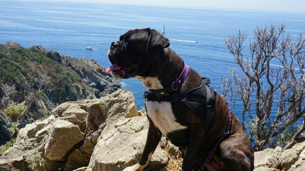 Jay-z Des Jardins Du Segala