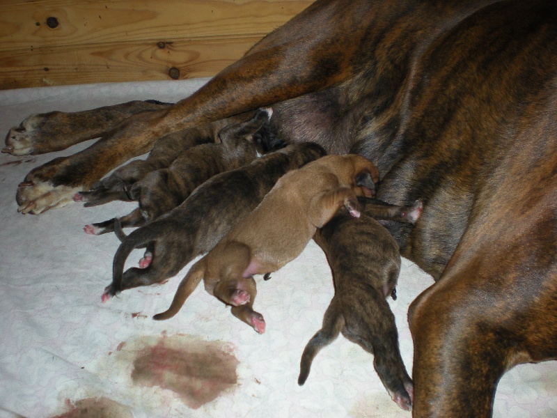 Chiots 2011